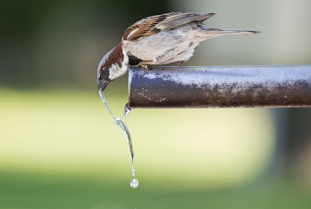 Water for songbirds how & when to provide water for birds